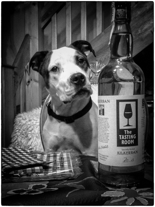 single malt dog