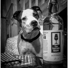 single malt dog