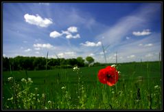 Single Mohn...