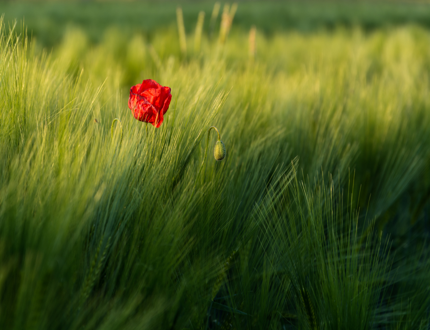 Single Poppy