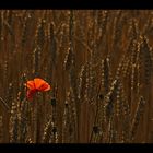 single red poppy