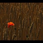 single red poppy