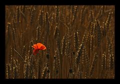 single red poppy