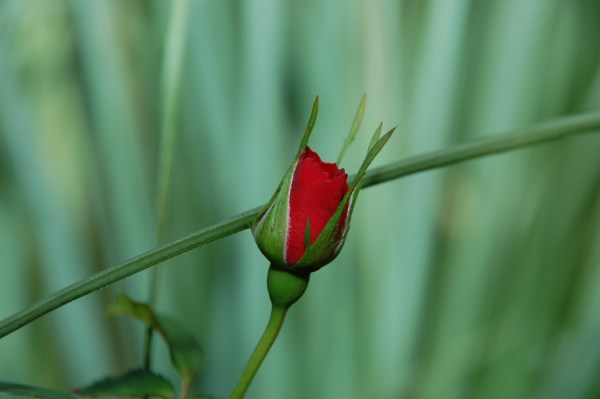 Single Red Rose