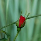 Single Red Rose