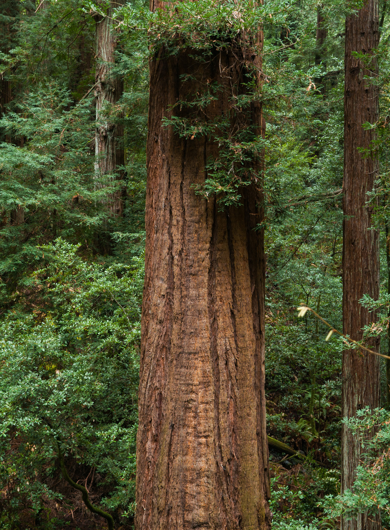 Single Redwood