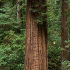 Single Redwood