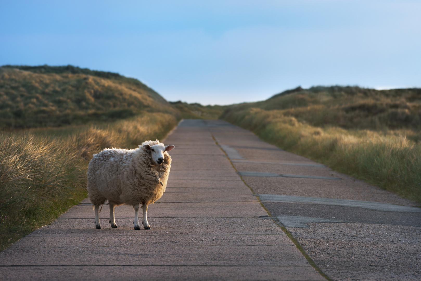 Single sheep on an empty road facing the camera