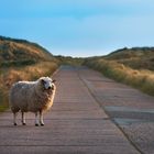 Single sheep on an empty road facing the camera