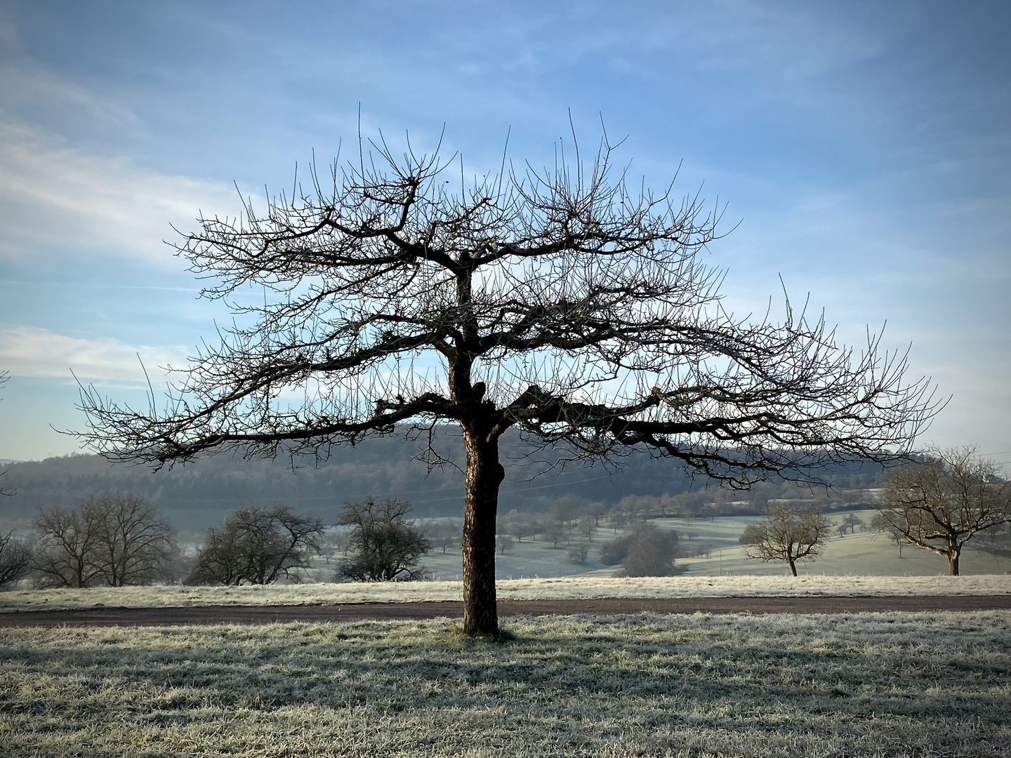 Single Tree