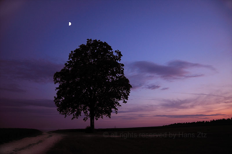 single tree