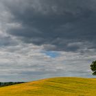 single-tree-in-yellow-sea