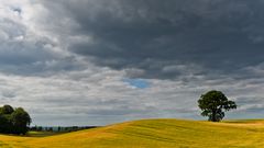 single-tree-in-yellow-sea