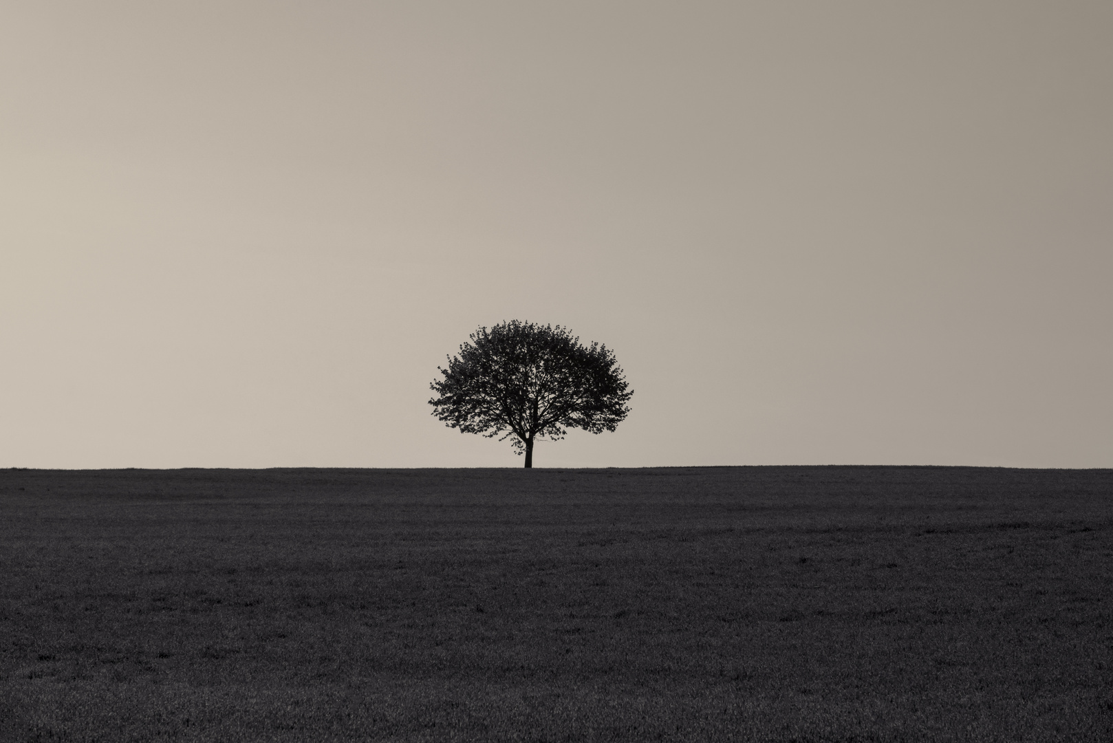 Single tree on a grass field at sunrise