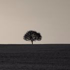 Single tree on a grass field at sunrise