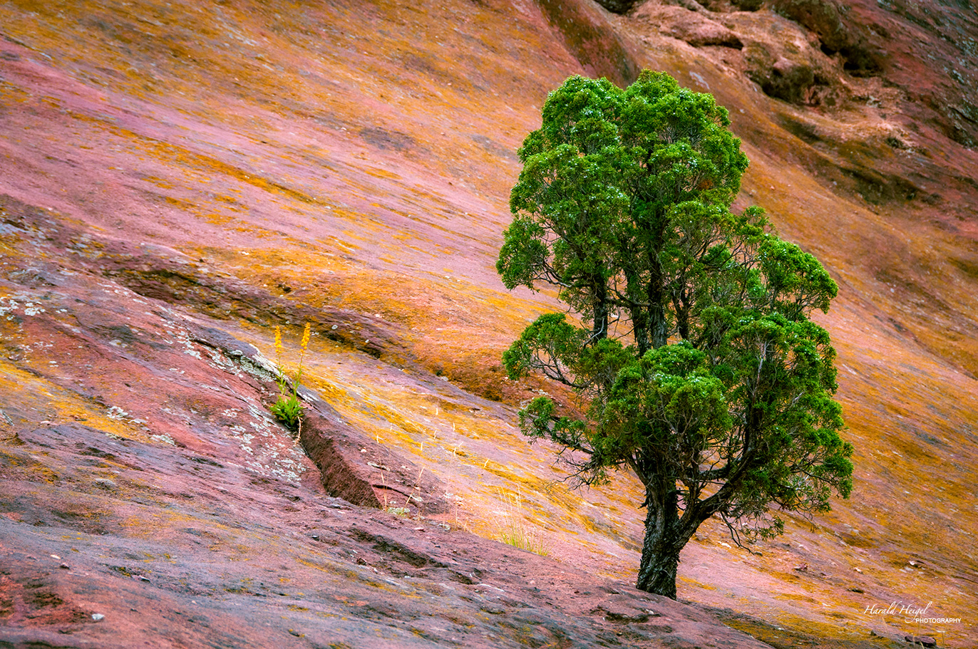 Single Tree - Red Rocks Colorado