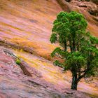 Single Tree - Red Rocks Colorado
