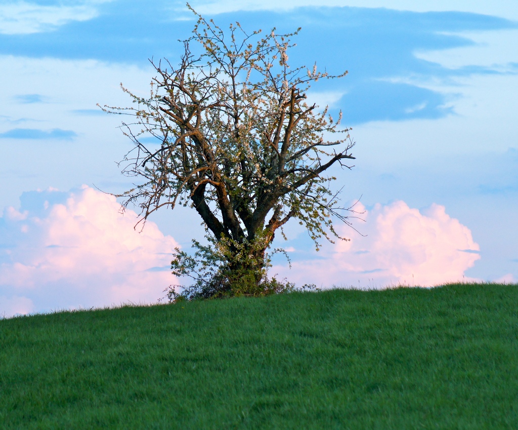 Single Tree Sky