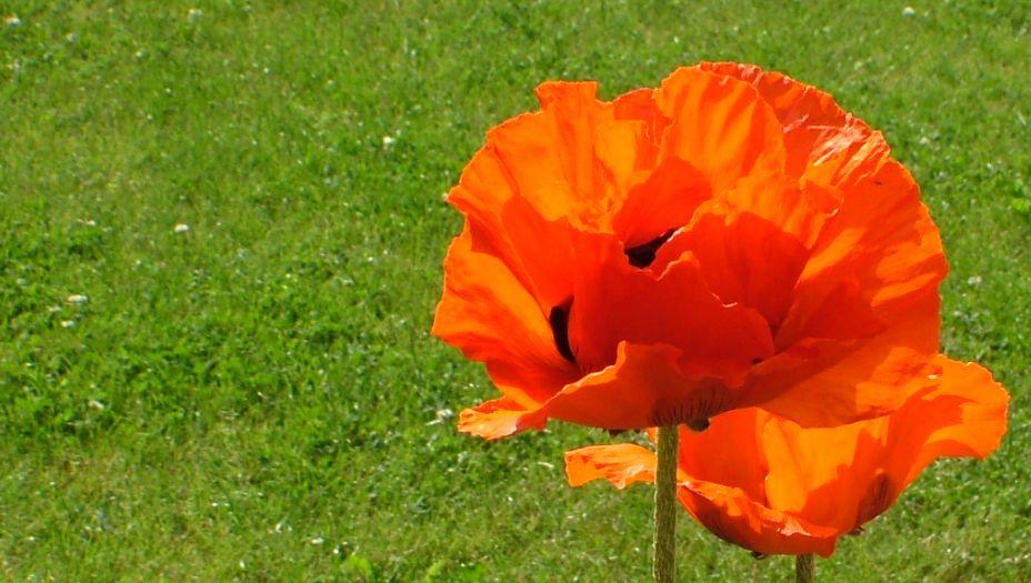 Singlemohn