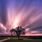 Single:Tree:Clouds