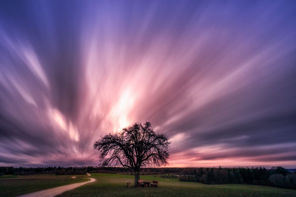 Single:Tree:Clouds