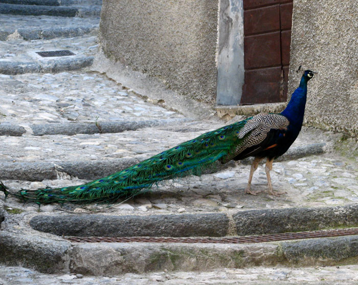 singolari incontri a Veleso