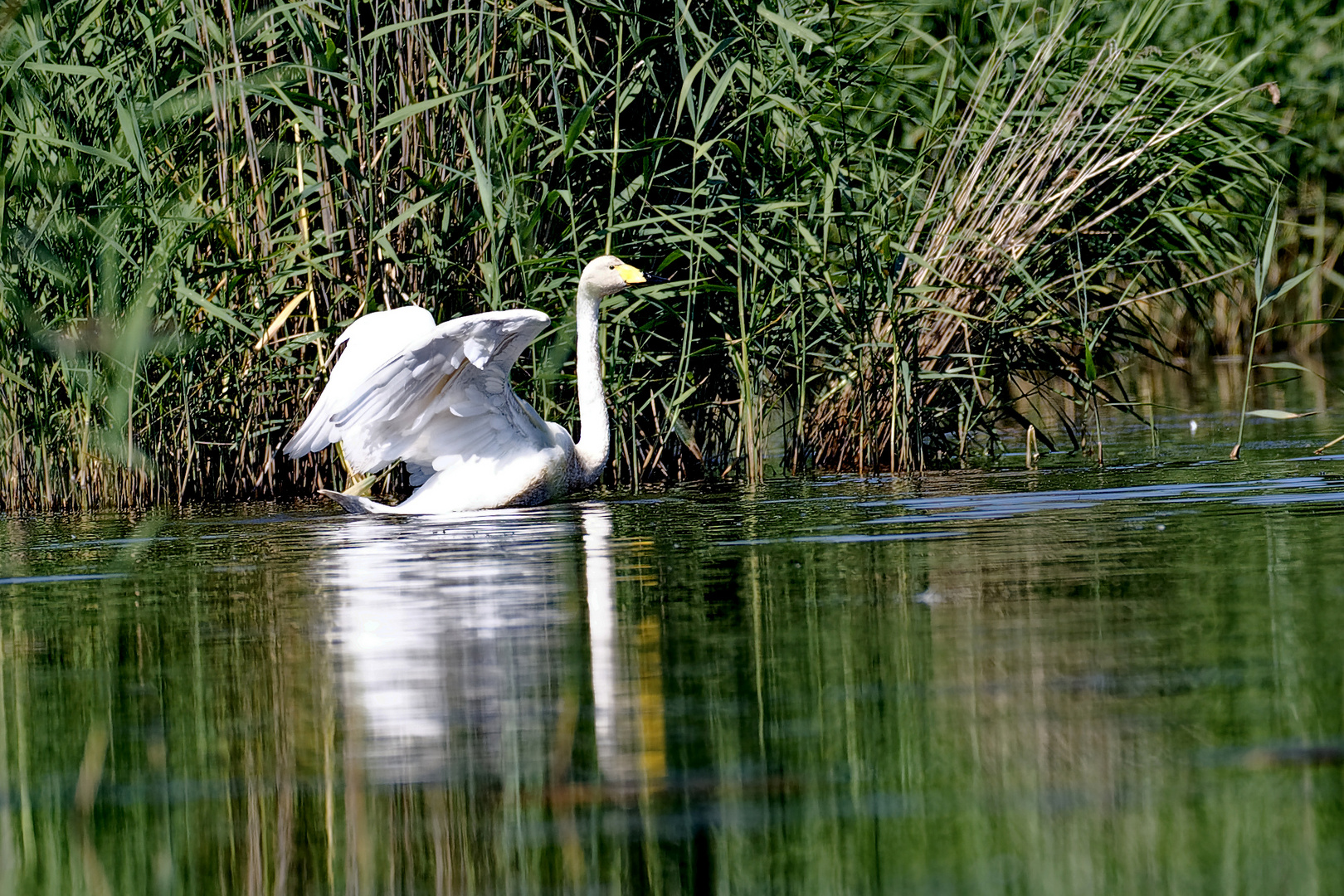 Singschwäne