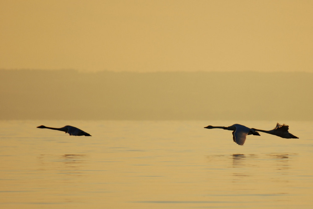 Singschwäne am Bodensee