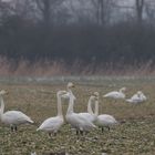 Singschwäne am Futterplatz