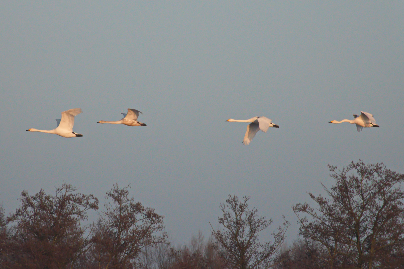 Singschwäne am Greifswalder Bodden