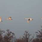 Singschwäne am Greifswalder Bodden