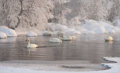 Singschwäne am Jerisjärvi