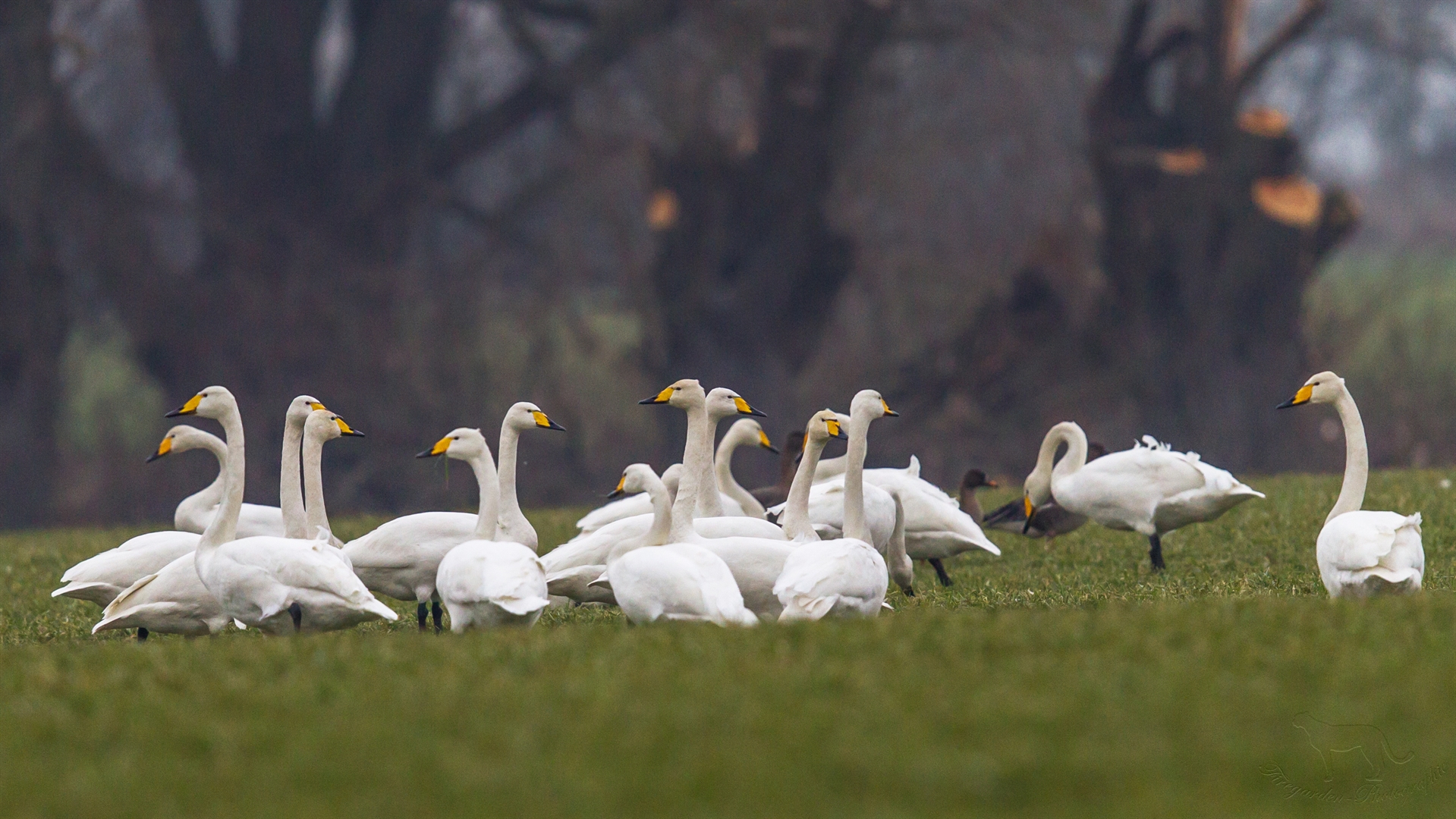 Singschwäne auf dem Feld