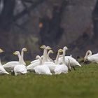 Singschwäne auf dem Feld