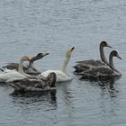 Singschwäne auf dem Jasmunder Bodden