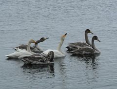 Singschwäne auf dem Jasmunder Bodden