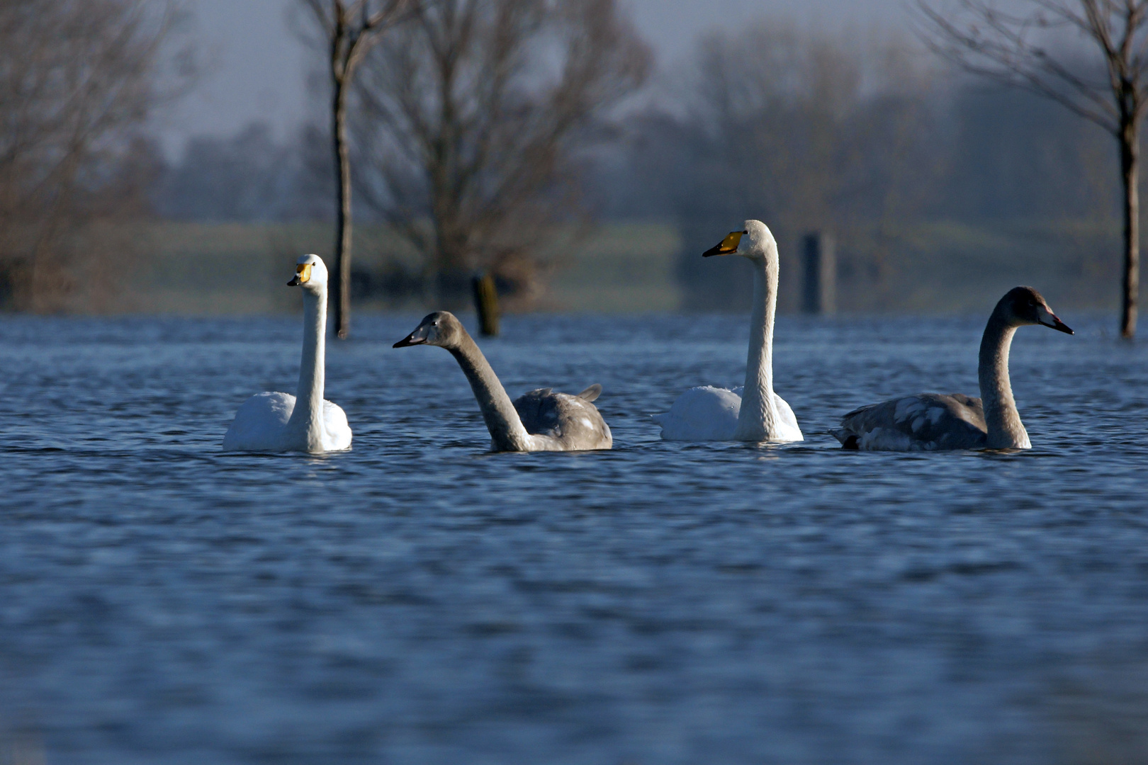 Singschwäne auf dem Wasser