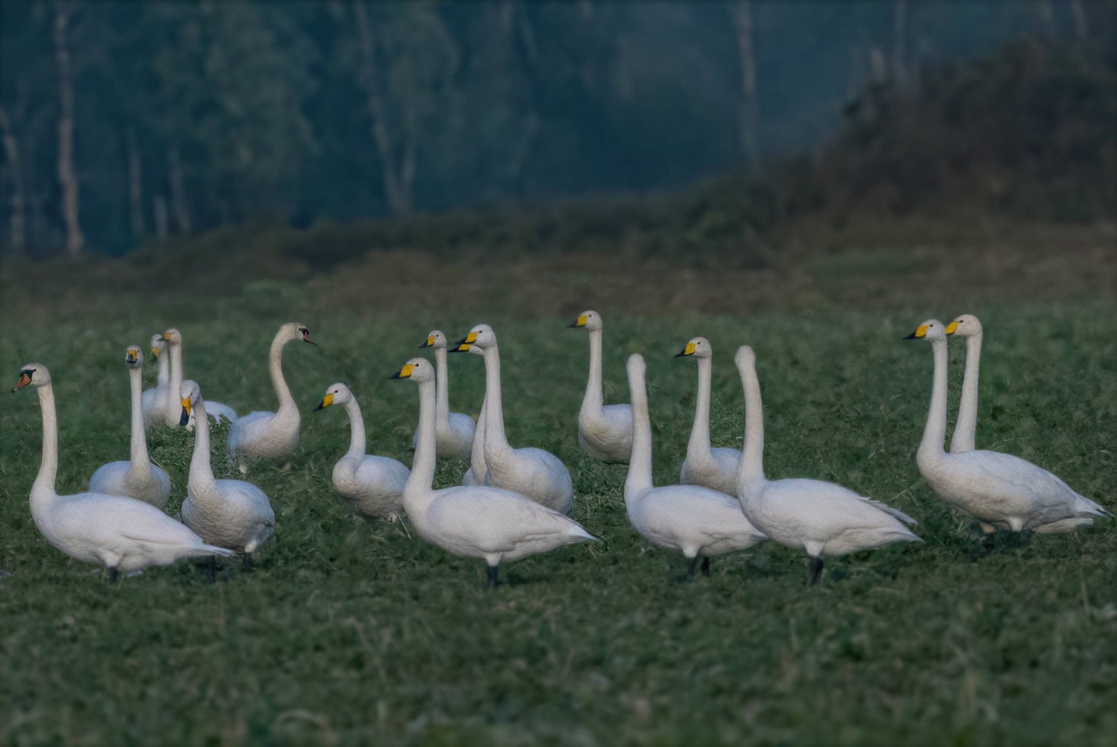 Singschwäne auf dem winterlichen Feld