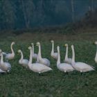 Singschwäne auf dem winterlichen Feld