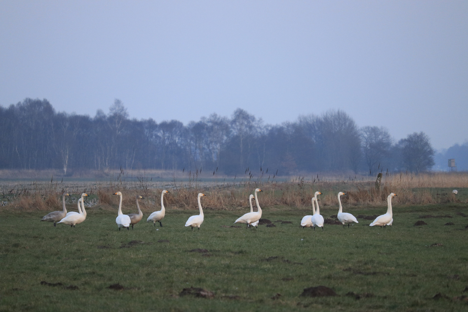 Singschwäne auf der Wiese