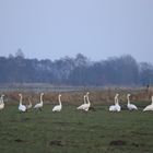 Singschwäne auf der Wiese