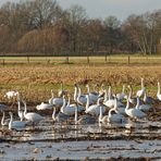 Singschwäne aus Sibirien