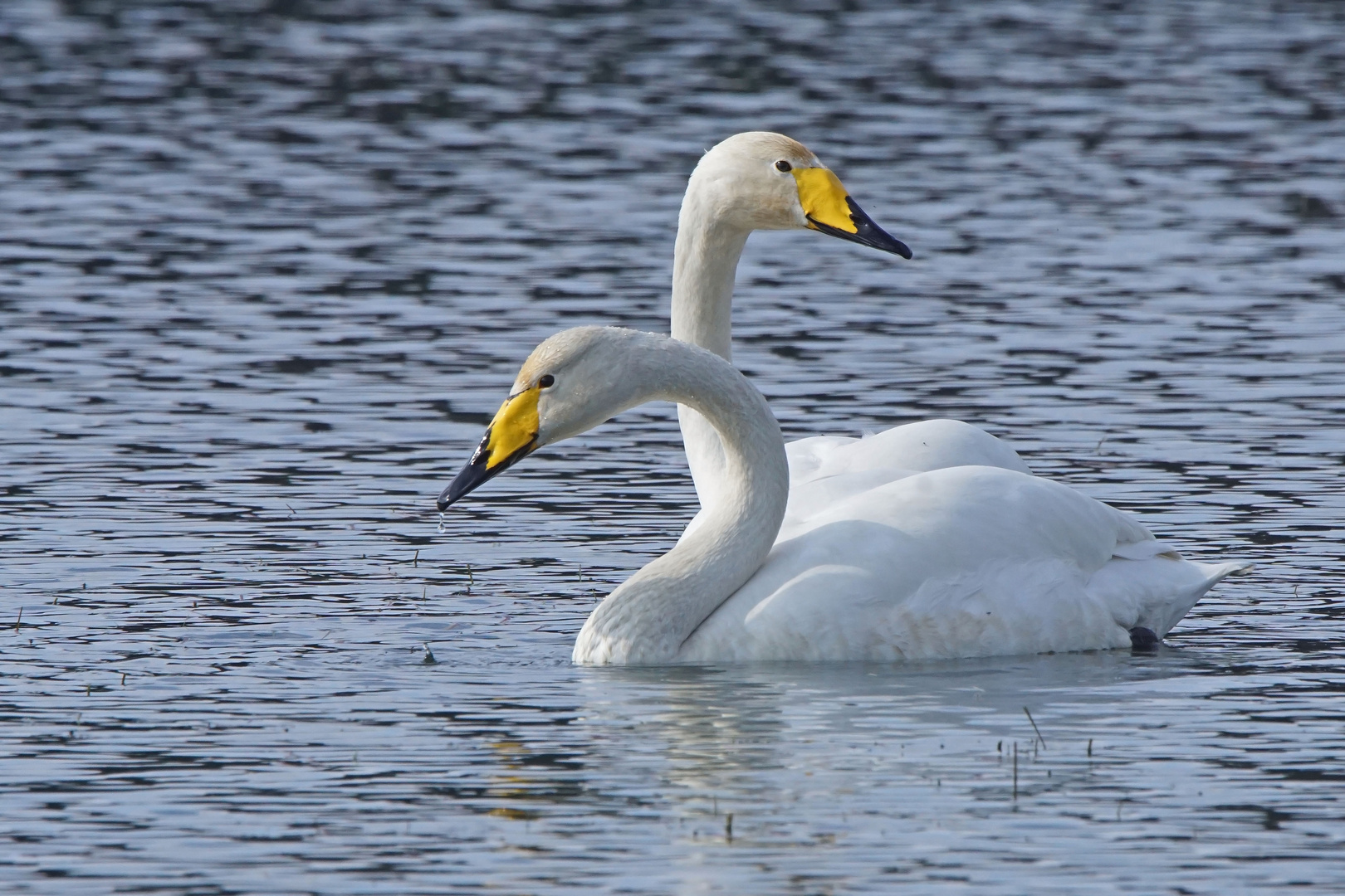 Singschwäne (Cygnus cygnus)