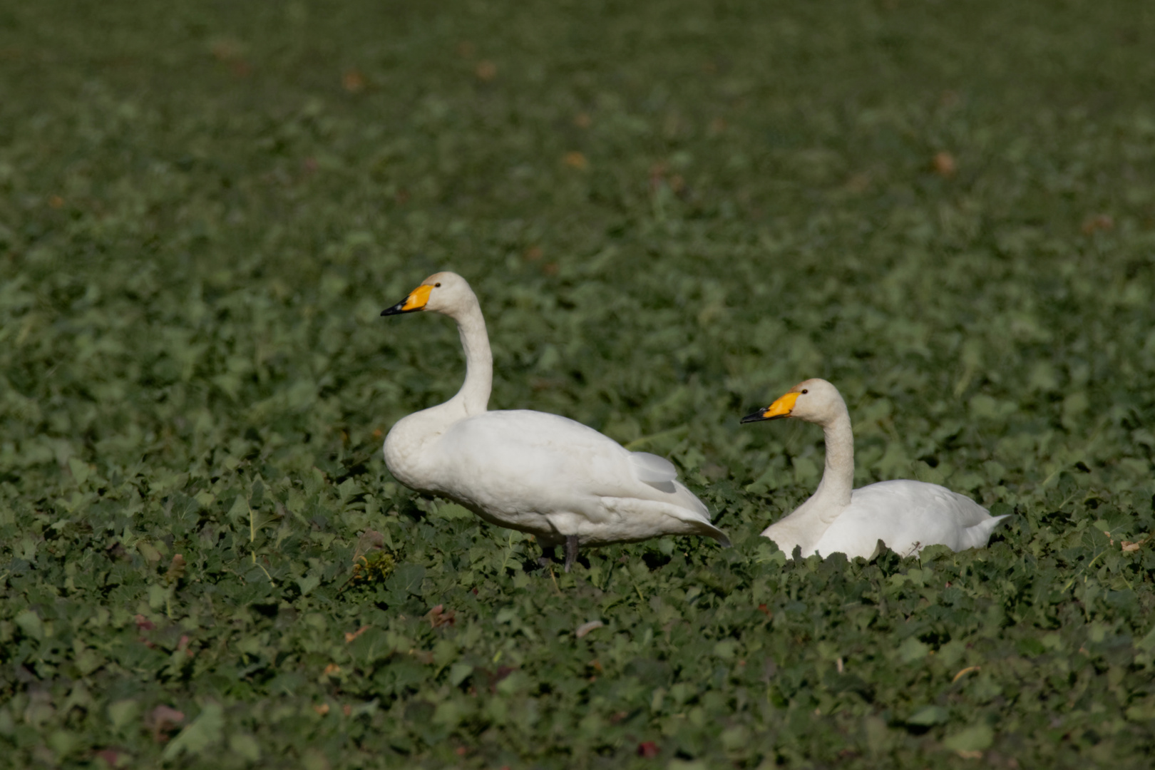  Singschwäne (Cygnus cygnus)