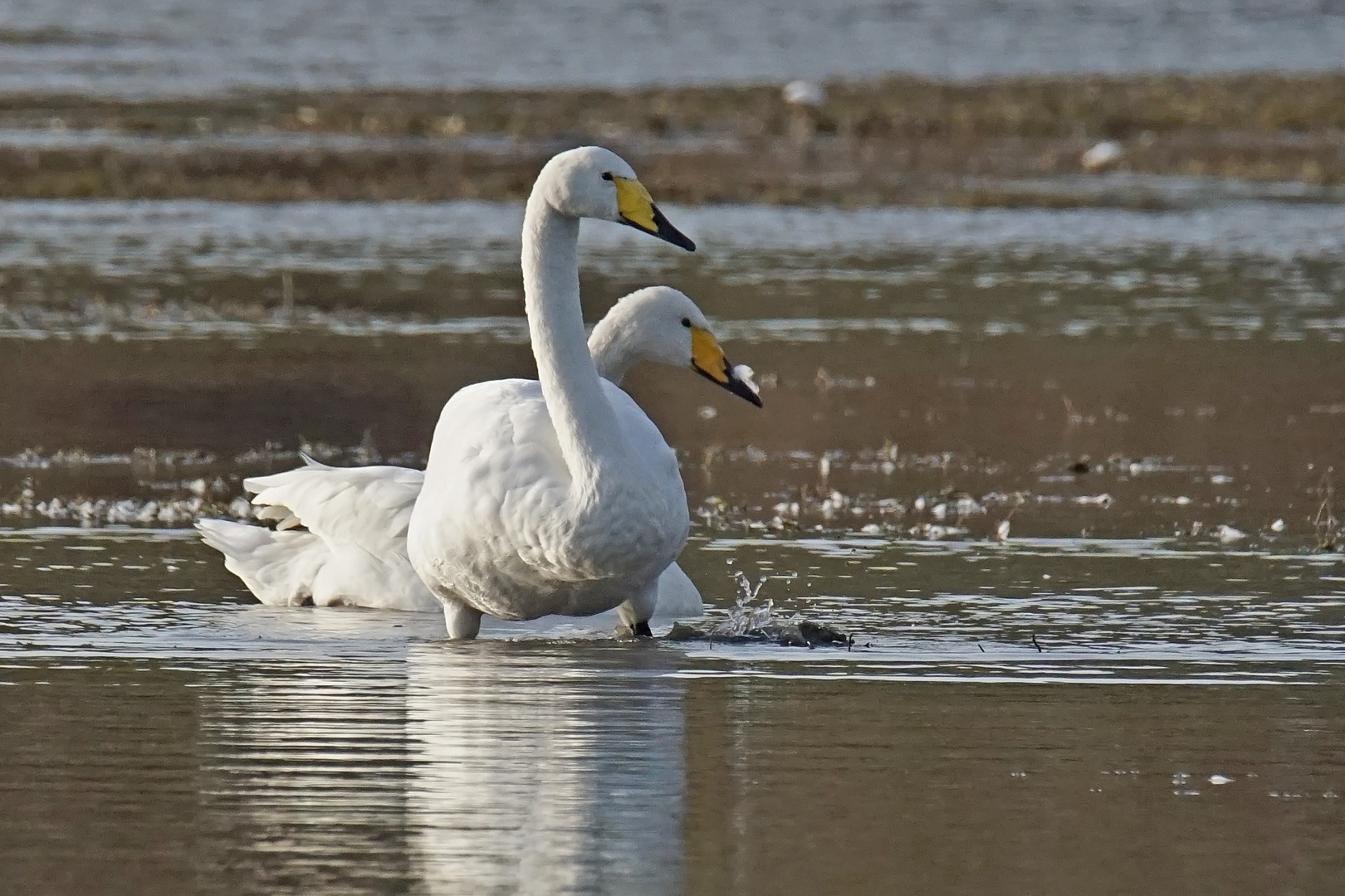 Singschwäne (Cygnus cygnus)