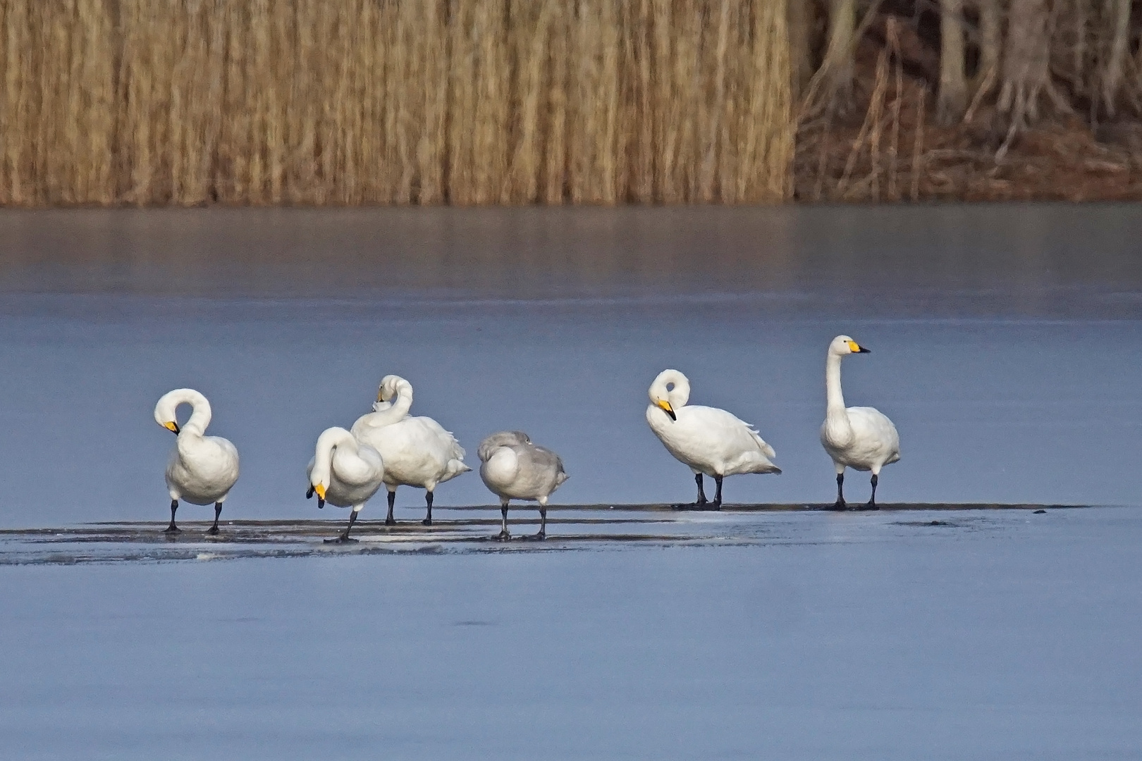 Singschwäne (Cygnus cygnus)