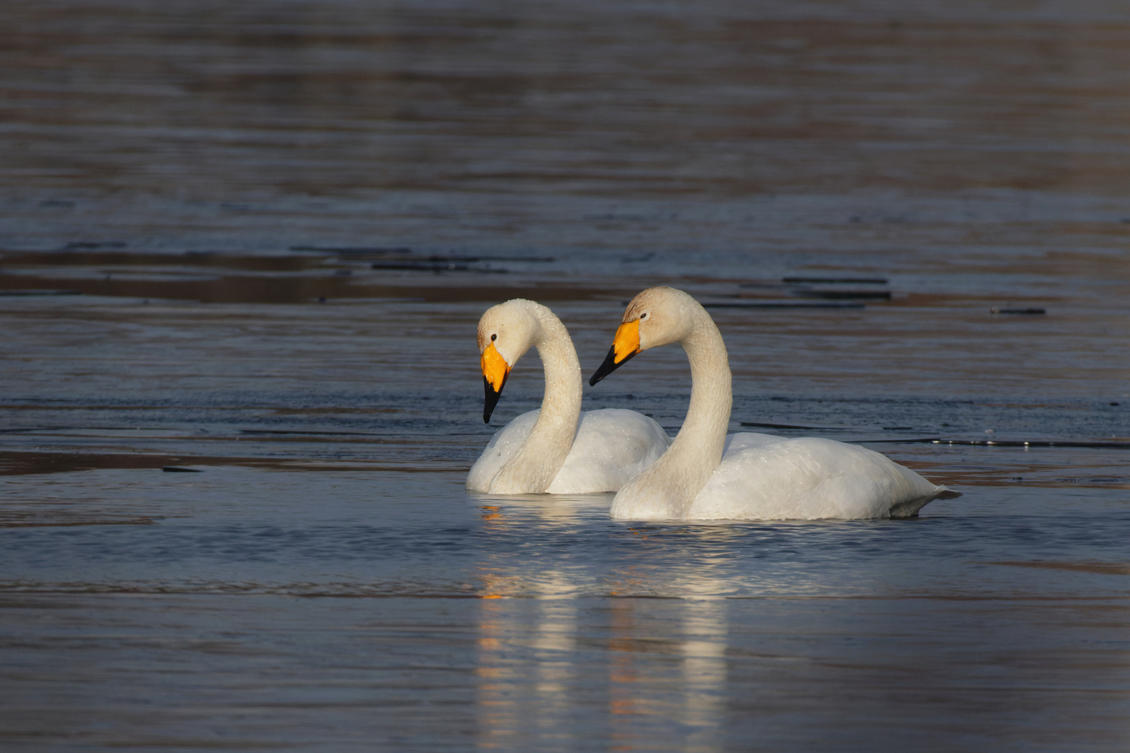  Singschwäne (Cygnus cygnus)