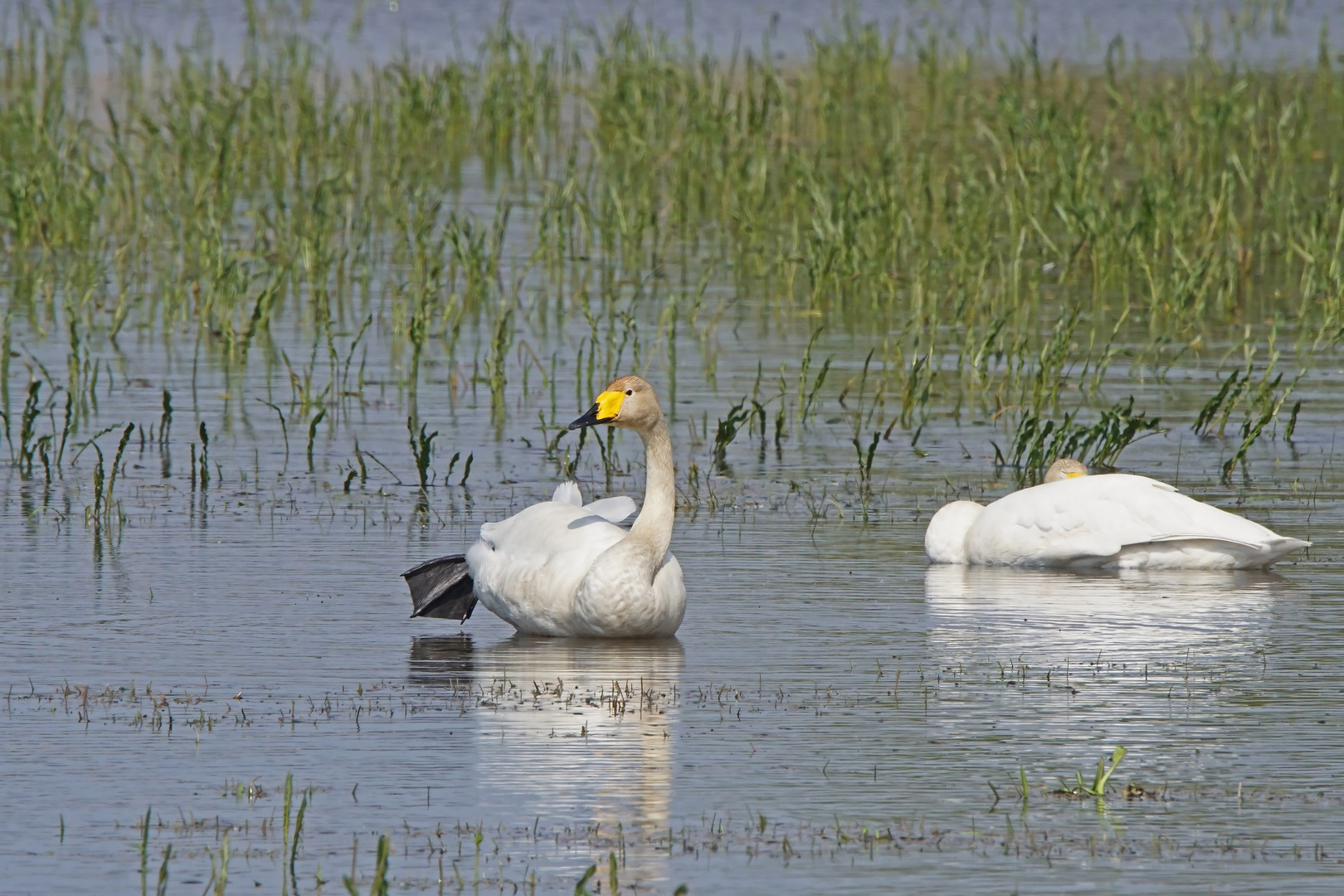 Singschwäne (Cygnus cygnus)