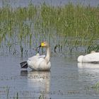 Singschwäne (Cygnus cygnus)