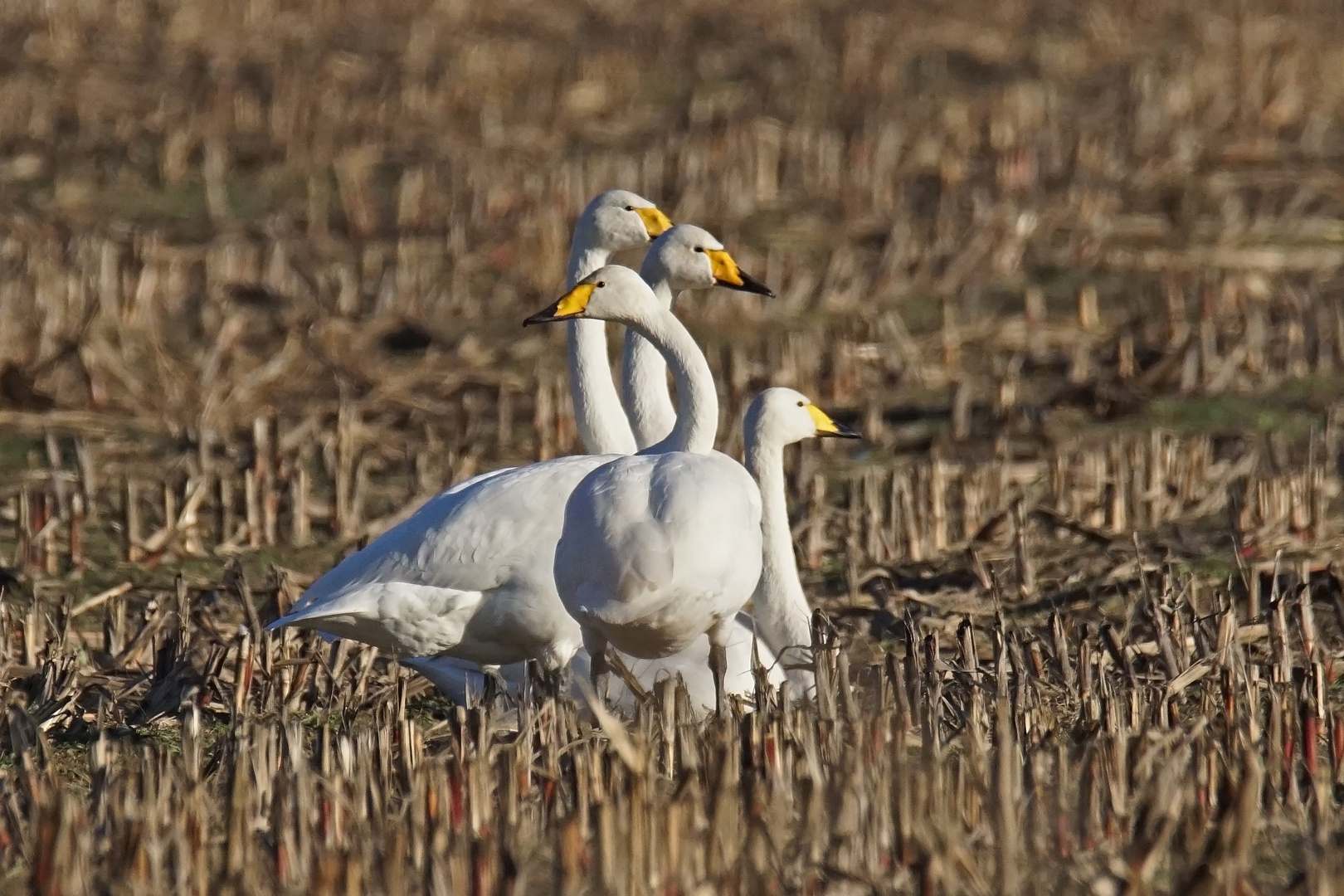 Singschwäne (Cygnus cygnus)